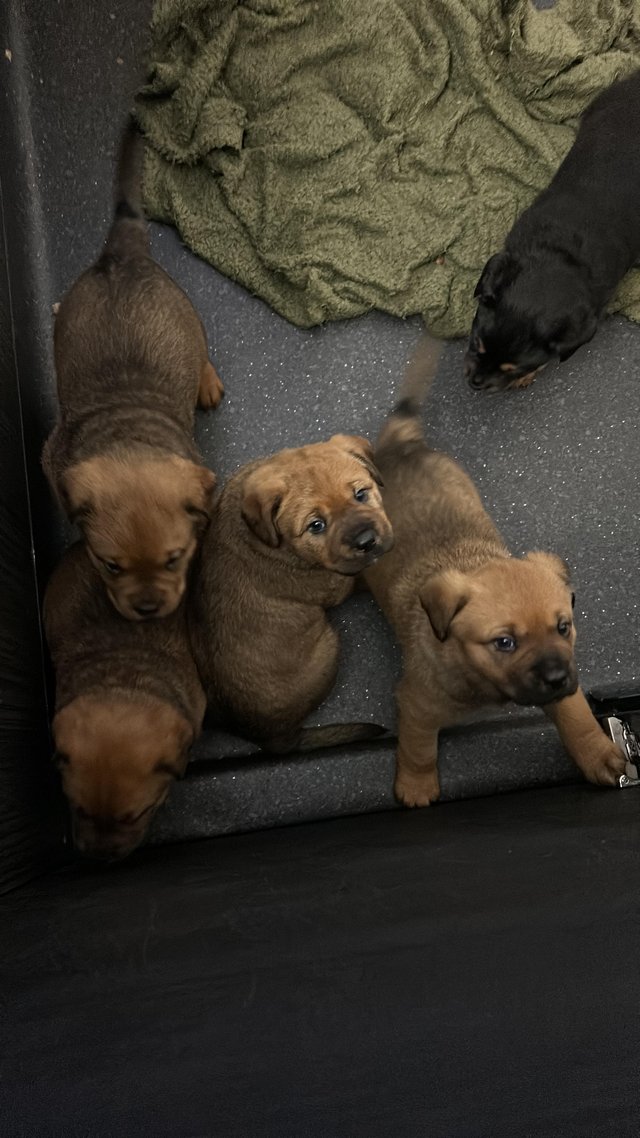 Preview of the first image of Gorgeous Dog de Bordeaux cross Rottweiler puppys.
