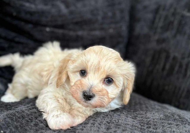 Image 7 of TINY maltipoo girls READY NOW