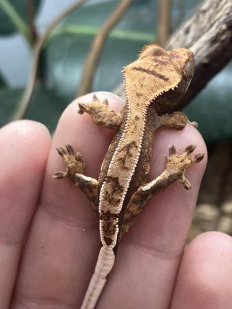 Image 7 of Unsexed juvenile crested gecko