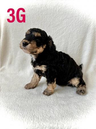 Image 7 of F2 Cockapoo Puppies Pra & Fn Clear  REDUCED