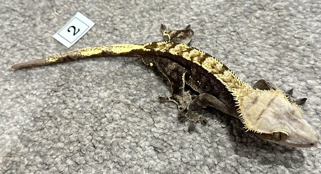 Image 10 of CRESTED GECKOS FOR SALE! MALE & FEMALE MORPHS AVAILABLE