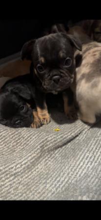 Image 13 of Beautiful French bulldog puppies ready to leave