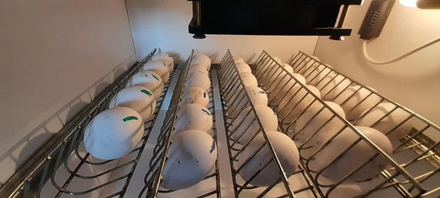 Image 3 of White Leghorn chicks and hatching eggs for sale