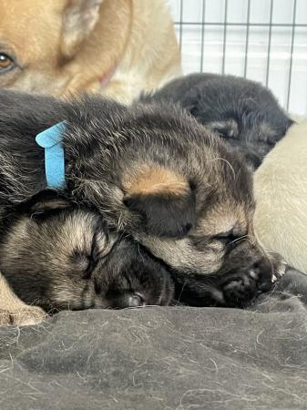 Image 6 of German shepherd puppies looking for new homes