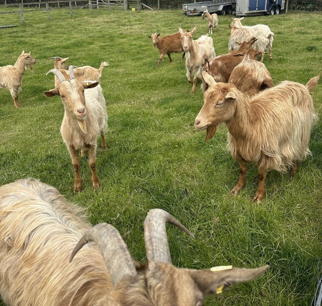 Preview of the first image of Various Golden Guernsey Goats.