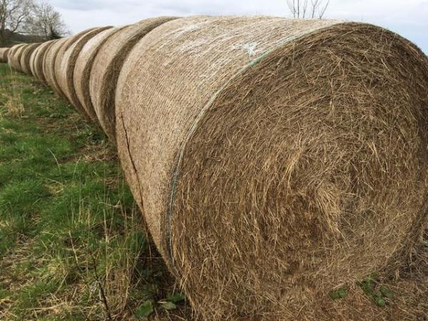 Image 2 of REDUCED! Meadow hay, ideal for Native ponies or laminitics
