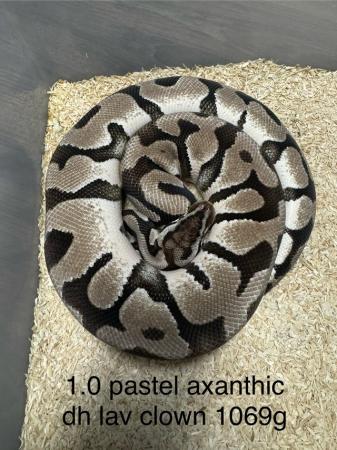 Image 5 of Ultramel,confusion,axanthic ball pythons