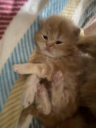 Image 4 of ??beautiful Persian kittens ??