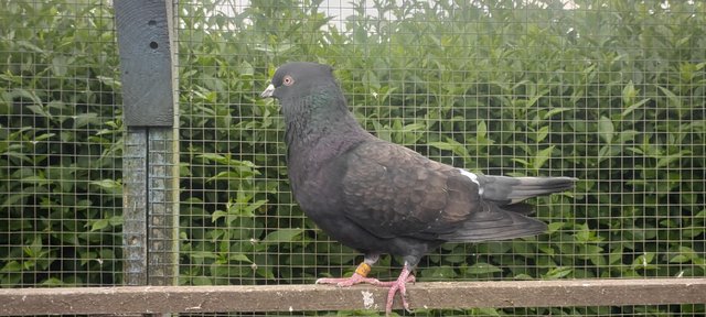 Image 4 of Black Iranian tumbler pigeons