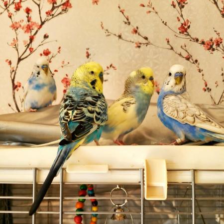 Image 5 of Two Young Male Budgies not hand tame