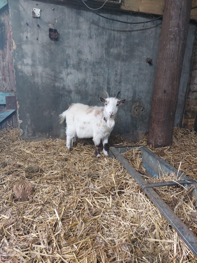 Preview of the first image of Young Castrated male Pygmy goat.