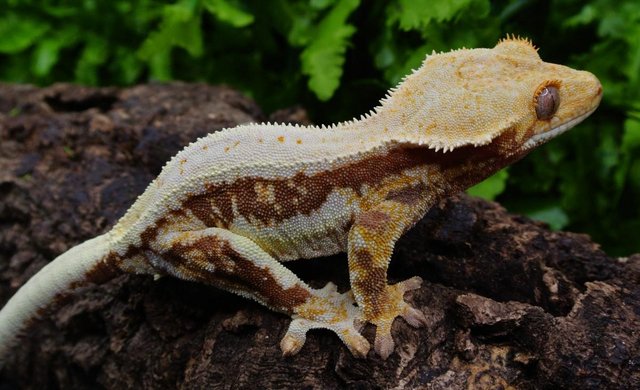 Image 5 of Dark Red Lilly white Female crested gecko
