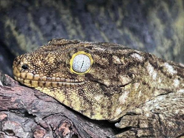 Image 3 of Female Leachianus gecko at the Marp centre