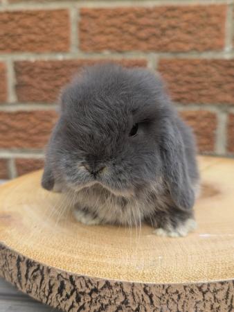 Image 3 of Beautiful mini lop rabbits available