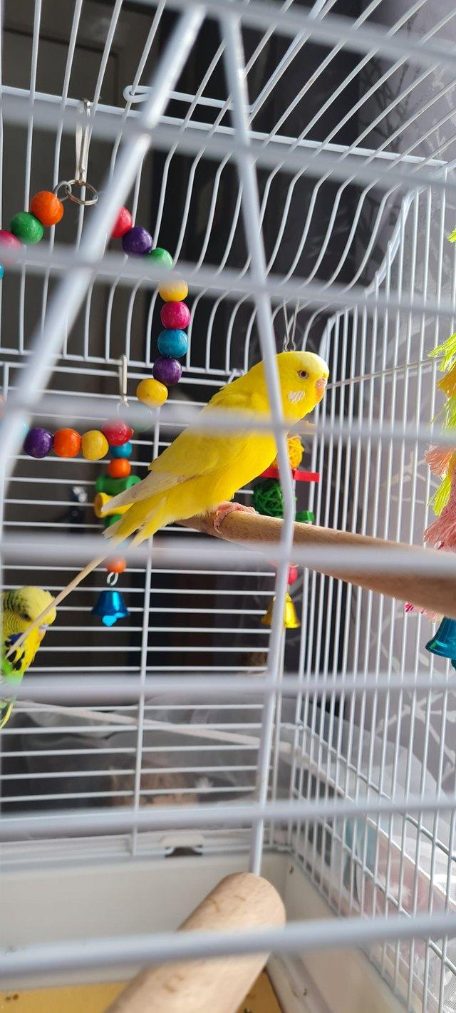 Preview of the first image of 2 budgies with cage for sale.