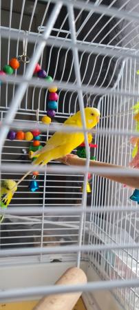 Image 1 of 2 budgies with cage for sale
