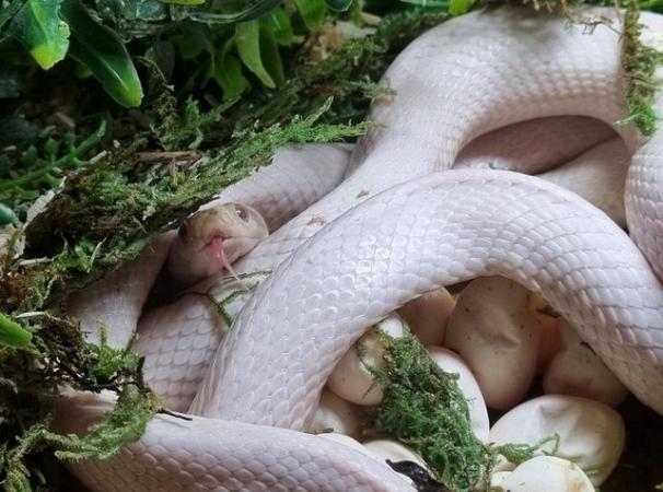 Image 4 of OMG Beautiful white snake
