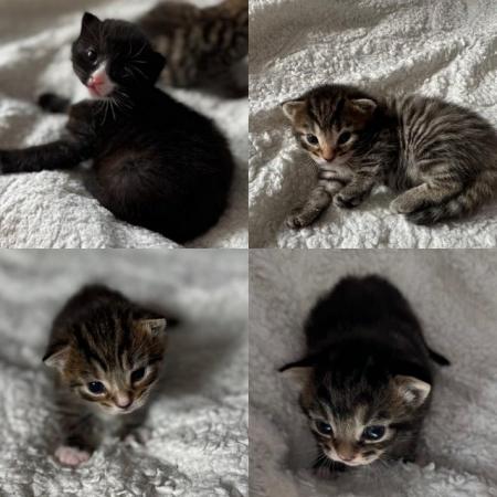 Image 1 of 4 kittens for sale ready 8th july