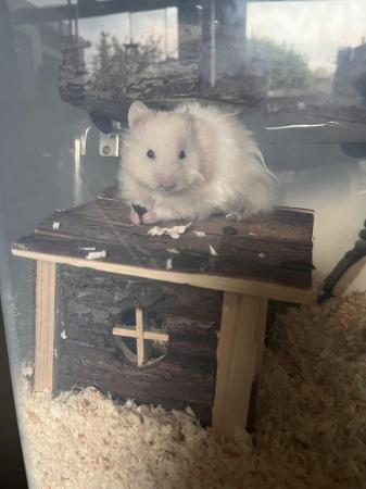 Image 1 of Ten month Syrian Hamster