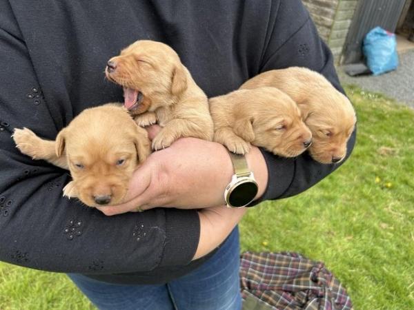 Image 6 of 3 weeks old Labrador puppies.