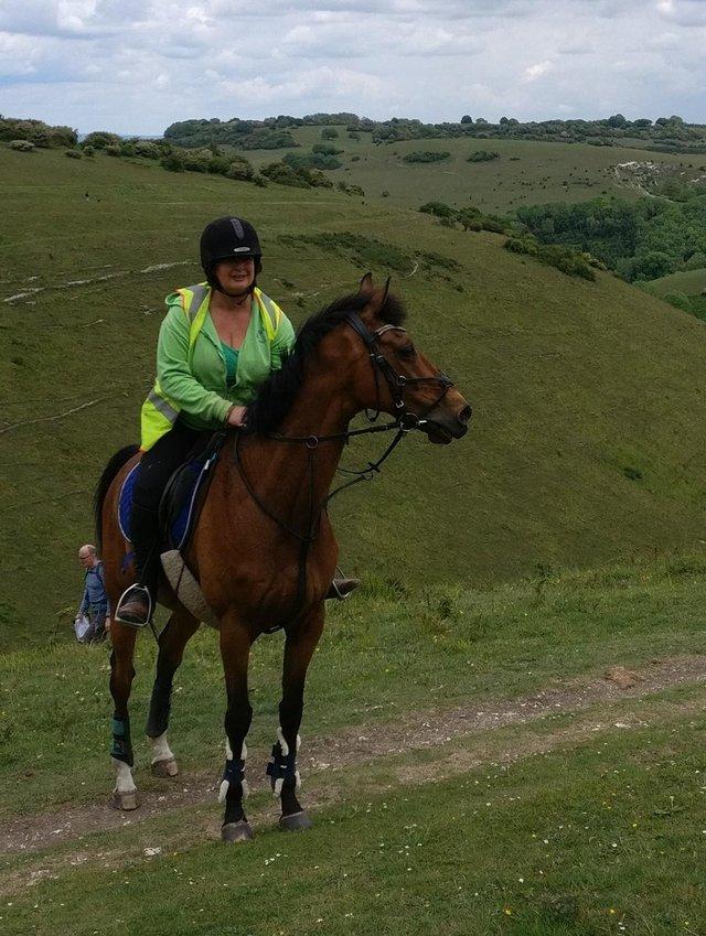 Preview of the first image of Gorgeous TB gelding ex racer needing devotion and exercise!.