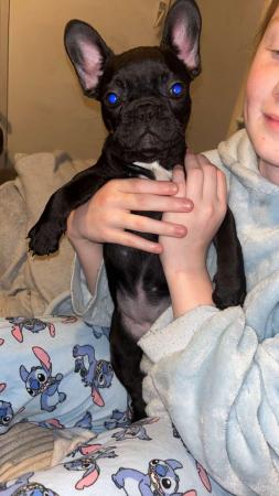 Image 19 of Kc frenchbulldog pups £875