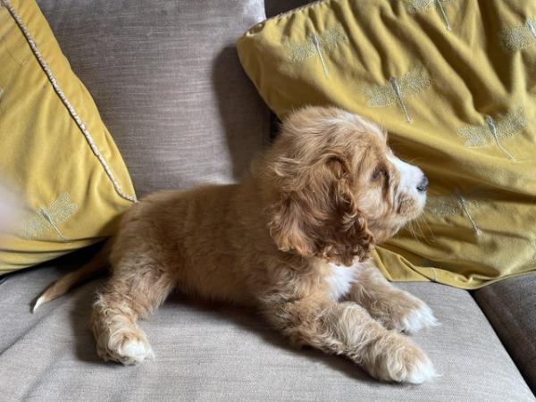 Image 6 of Cavapoo puppies last boy available