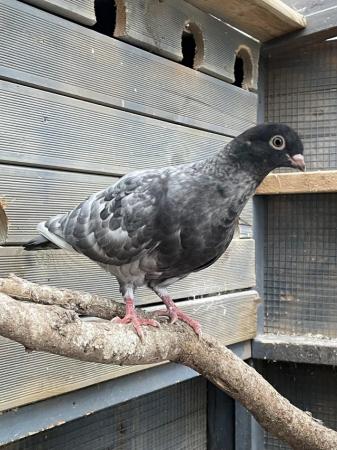 Image 1 of Mixed Pigeons for Sale x7