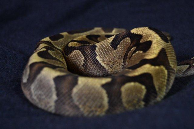 Image 1 of Ball Python Leopard Fire Enchi Yellowbelly Pos Het Clown.