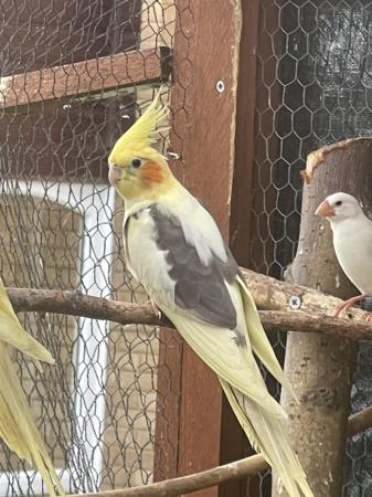 Image 4 of Cockatiels - this years chicks - £60 each