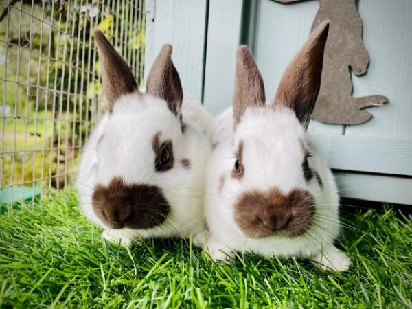Image 4 of English spot rabbits - chocolate