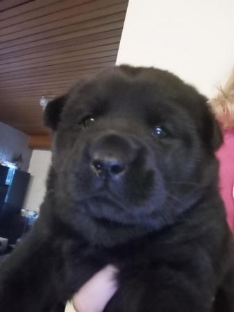 Image 2 of Chow chow puppies available. Girl and boy