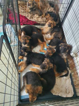 Image 3 of German Sheppard puppies ready now