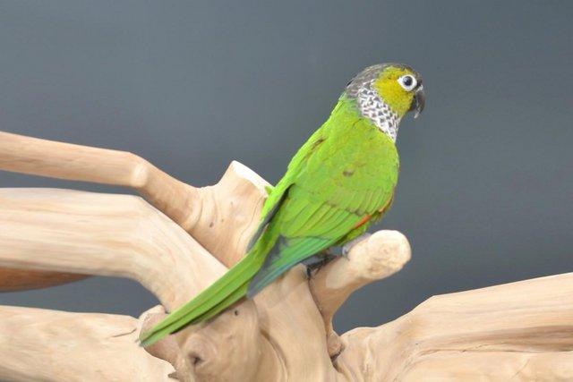 Image 3 of Baby Black capped Conure one of the most colorful,19