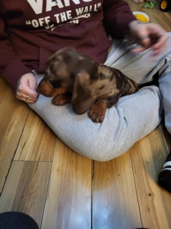 Image 5 of 2 lovely dapper dashhound puppy'sNEW PICS ON
