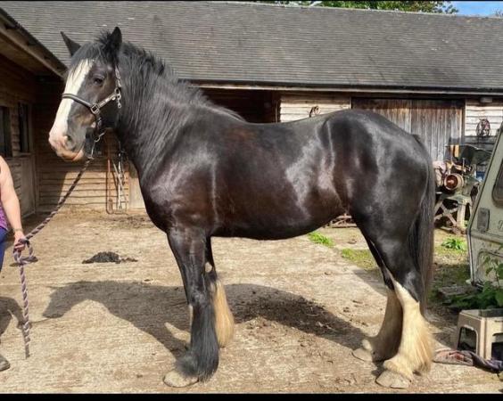 Image 2 of Six yrold registered shire mare