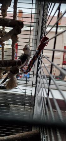 Image 4 of Cockatiel and cage+accessories available