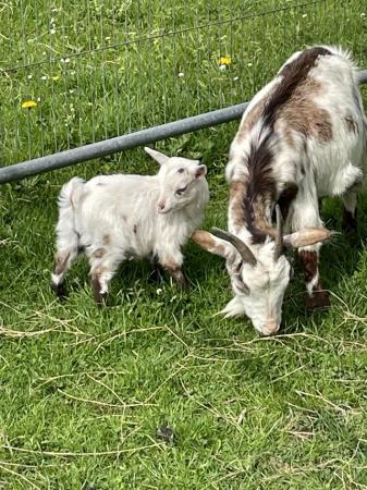 Image 1 of Pygmy goat kid has been bottle fed