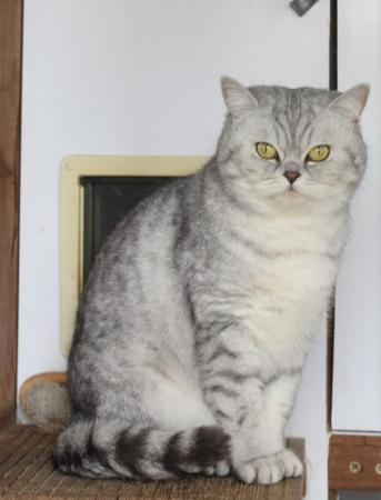 Image 2 of British Shorthair Adults available