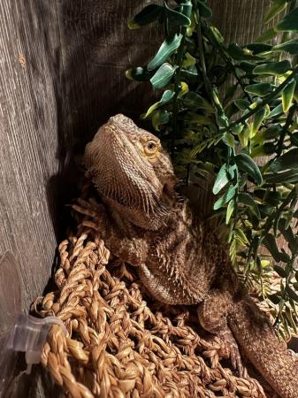 Image 4 of 2 years old breaded dragon with set up