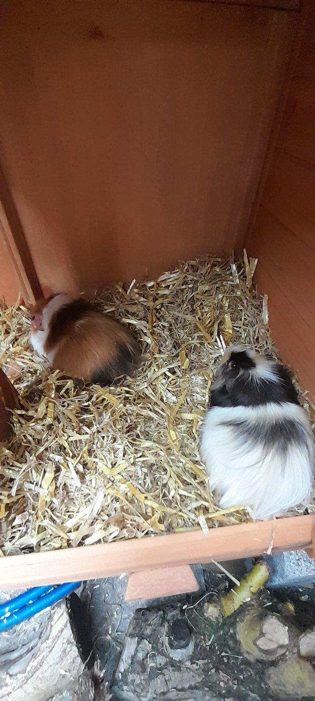 Preview of the first image of 6 male Guinea pigs hand tame.