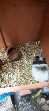Image 1 of 6 male Guinea pigs hand tame