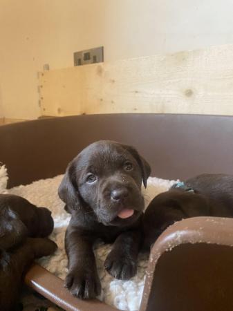 Image 1 of 10 Gorgeous Chocolate KC Dual Purpose Labrador puppies for s