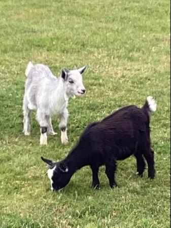 Image 1 of Female and wether Baby Pygmy Goats