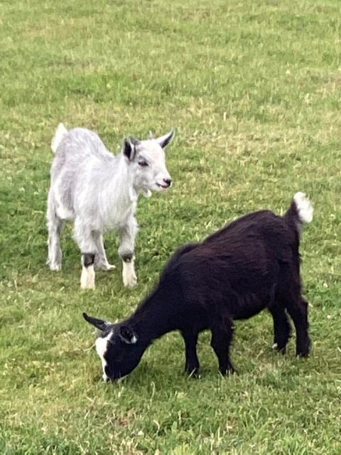 Preview of the first image of Female and wether Baby Pygmy Goats.