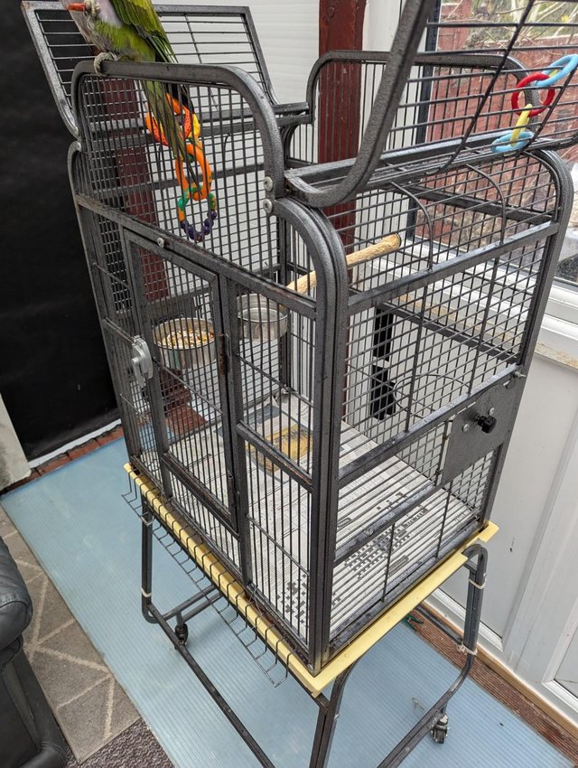 parrot cages second hand Local Classifieds For Sale in Chichester Preloved