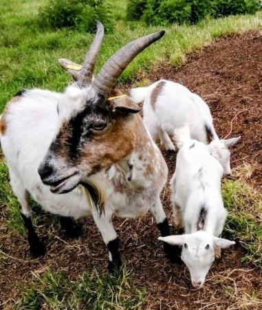 Image 6 of Nigerian Dwarf Goat Kids. Perfect Little Pets