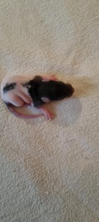 Image 6 of Baby rats looking for forever homes