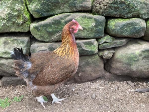 Image 1 of Pure breed Welsummer hatching eggs for sale. £10 for 6