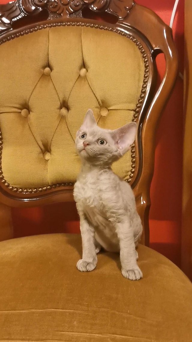 Preview of the first image of Pure breed, FIFE, DEVON REX Kittens.